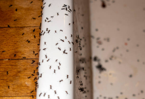 Best Residential Pest Control  in Hill N Dale, FL